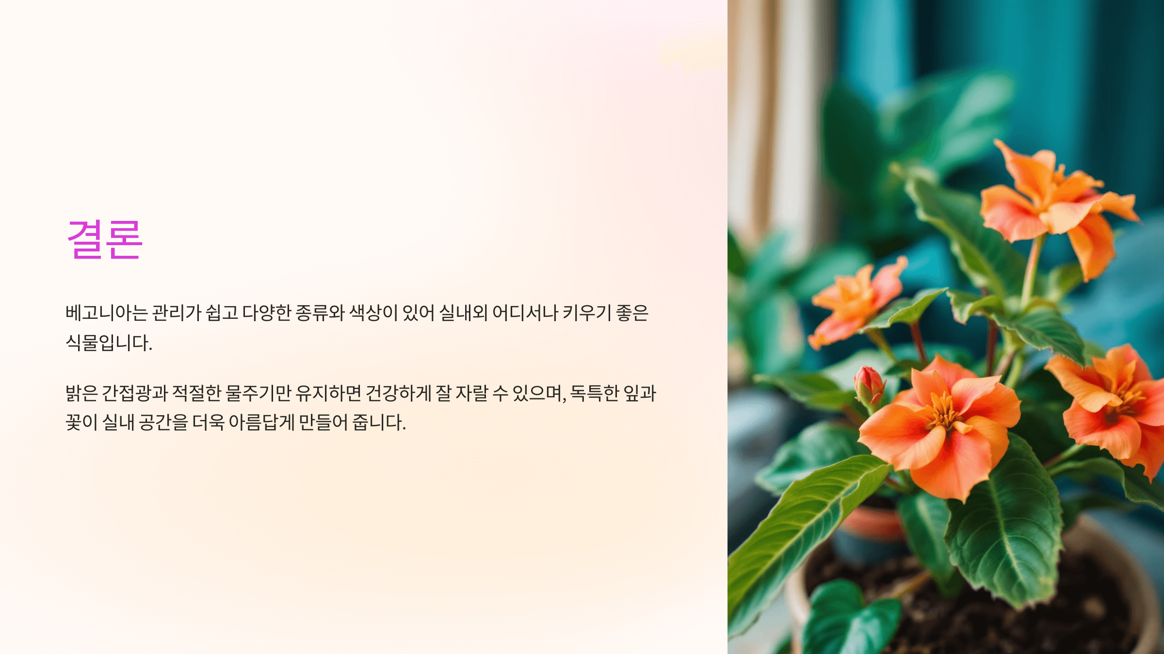 베고니아 꽃과 관련된 사진입니다.