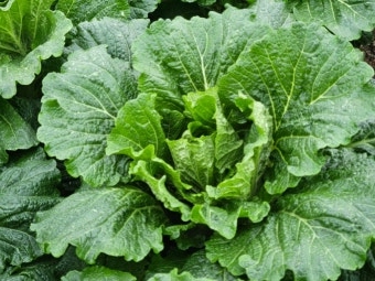 11월 제철음식 배추