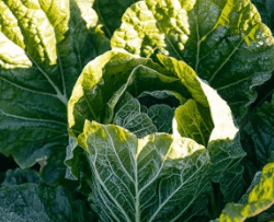 김장 배추 고르는 방법