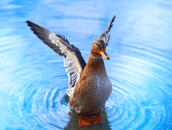 하늘색 물 속에 오리가 양날개를 위로 펼치며 서 있다.