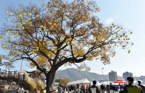 청송사과축제