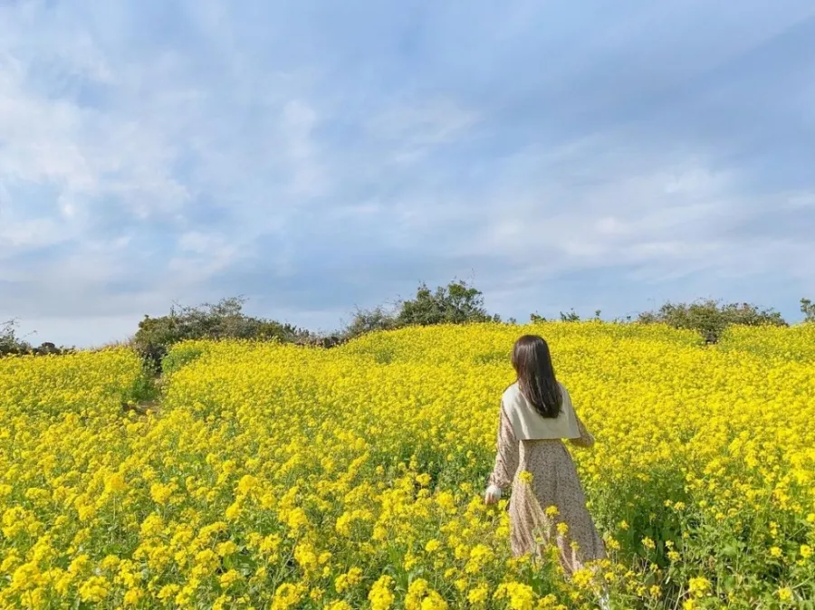 제주 유채꽃 개화 시기 봄 여행 필수 코스_2