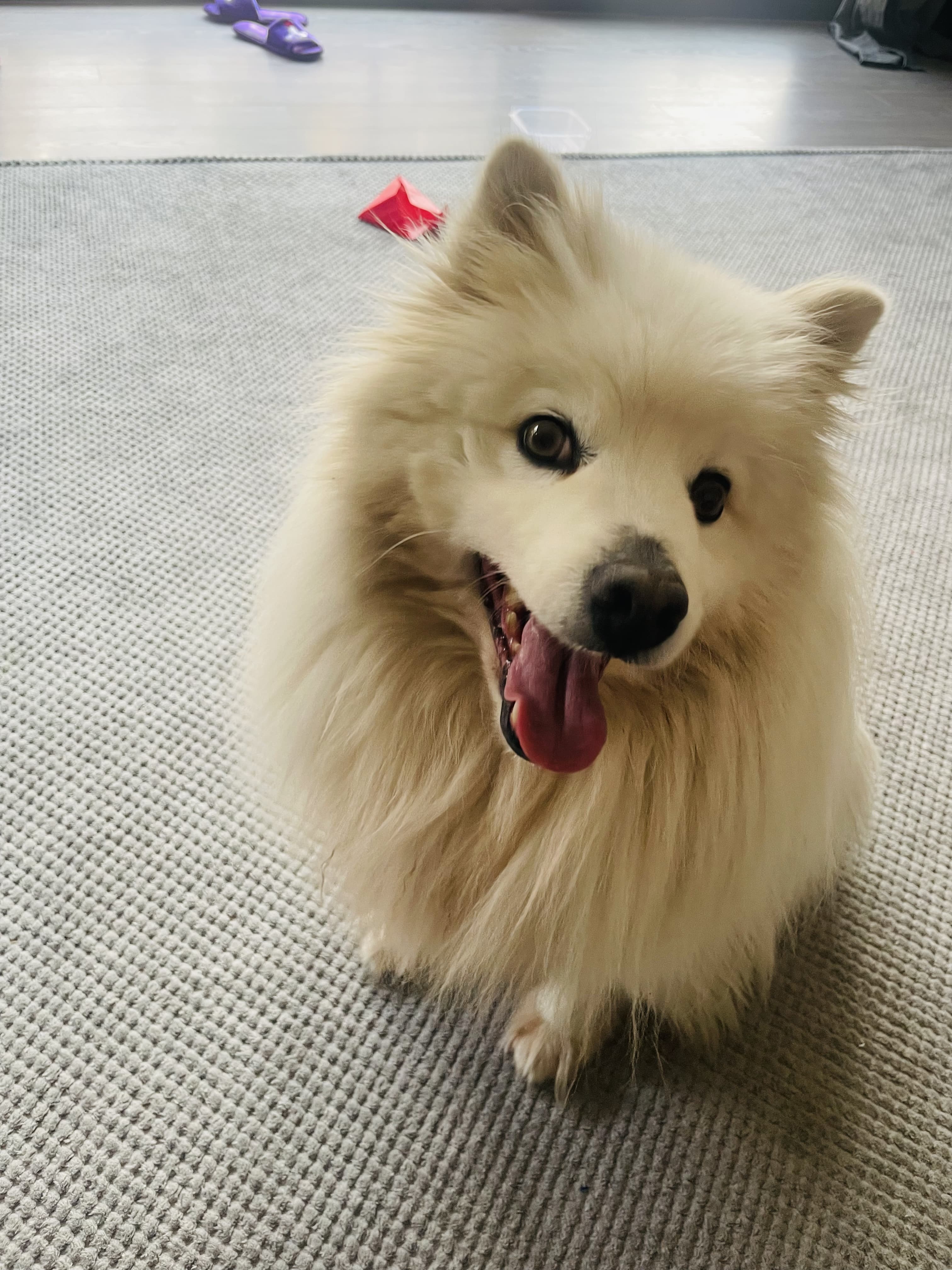 우리 가족 멍군이, 아침마다 기지개를 켜는 특별한 이유