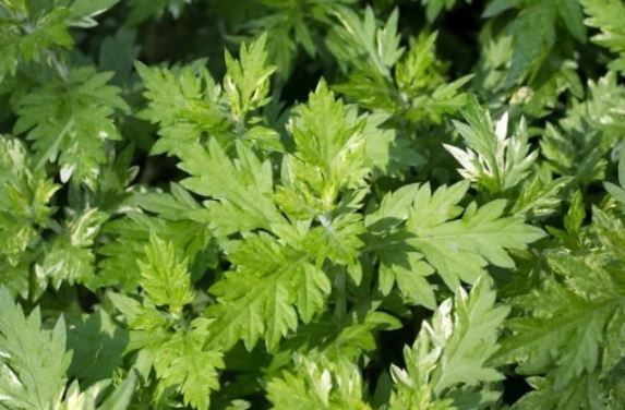 3월 제철 음식&amp;#44; 식재료&amp;#44; 해산물&amp;#44; 과일&amp;#44; 달래&amp;#44; 씀바귀&amp;#44; 쑥&amp;#44; 소라&amp;#44;