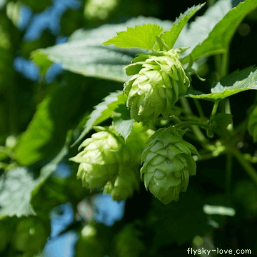 홉 (hop) 효능