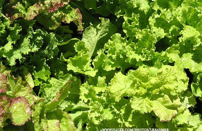 불면증에 좋은 음식 및 불면증에 좋은 식품,불면증에 좋은 약초