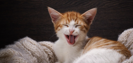 하품을 하는 아기 고양이 사진.