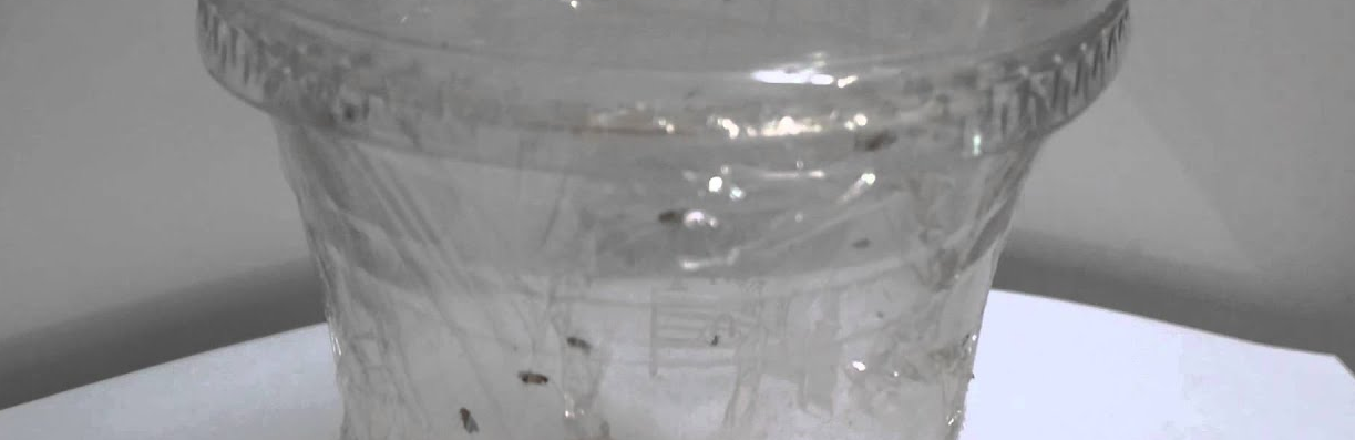 초파리 트랩 원리2