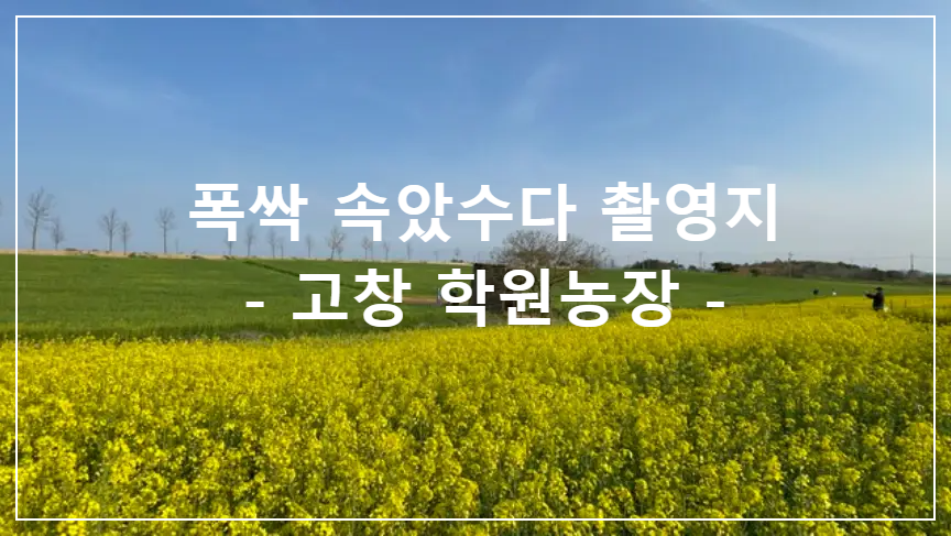 폭싹-속았수다-촬영지-고창-학원농장-(유채꽃,-메밀꽃,-청보리밭-해바라기)