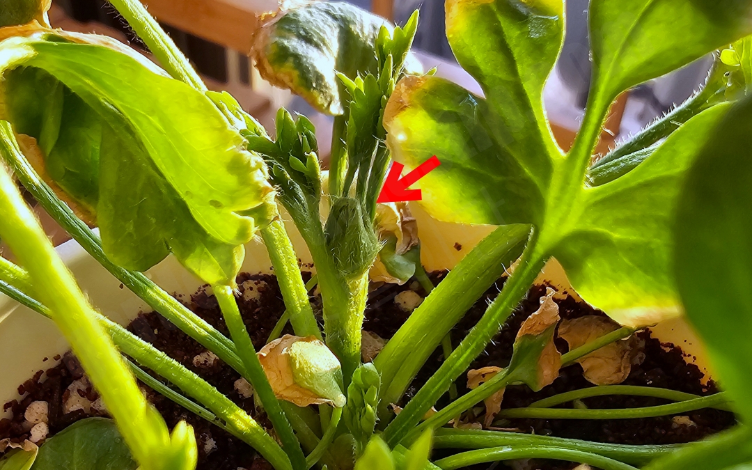 라넌큘러스 꽃대