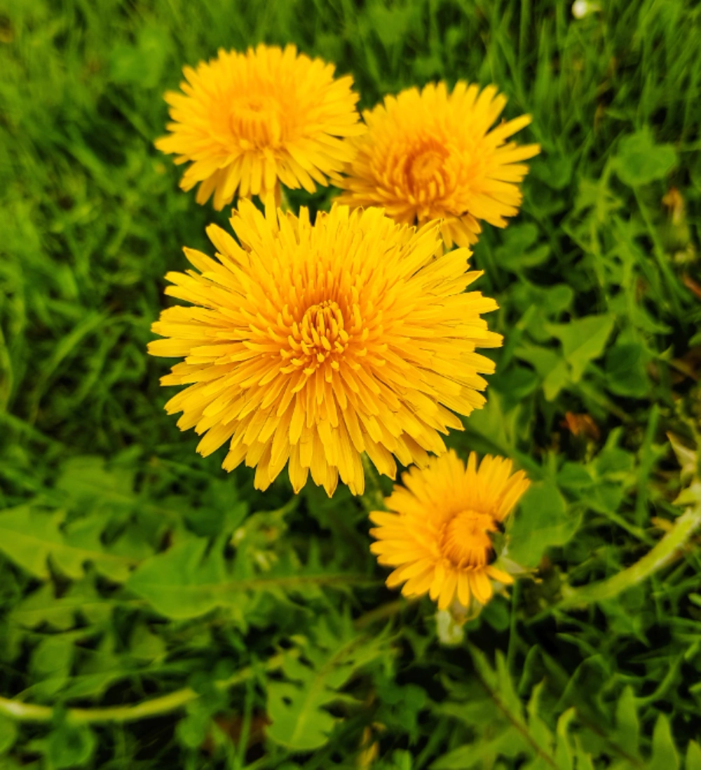 지방간에 좋은 차 민들레차