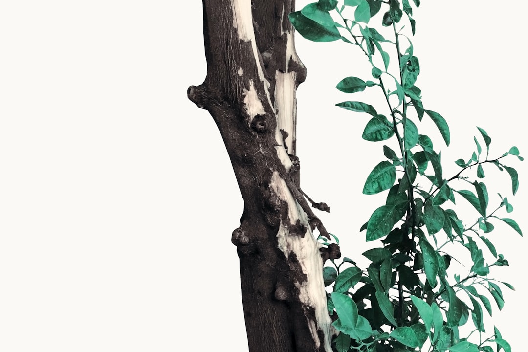 Agarwood