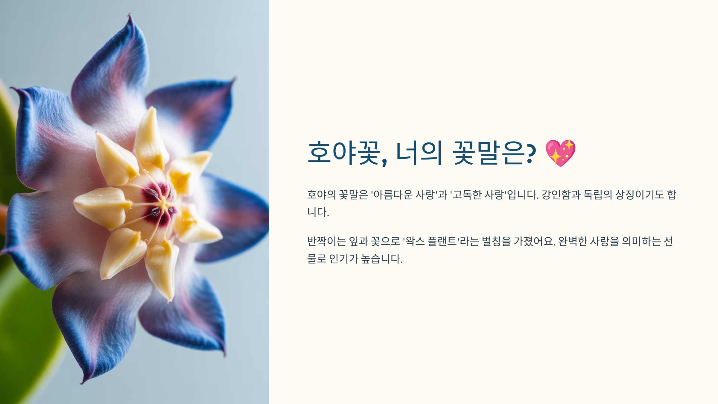 호야꽃, 너의 꽃말은? 💖