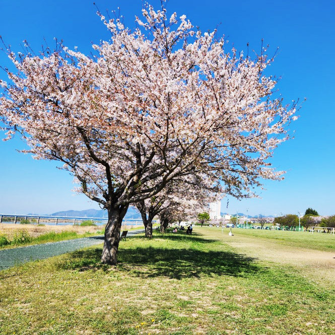 밀양 하남파크골프장 (주소: 경남 밀양시 하남읍 수산리 418-5번지 일원)