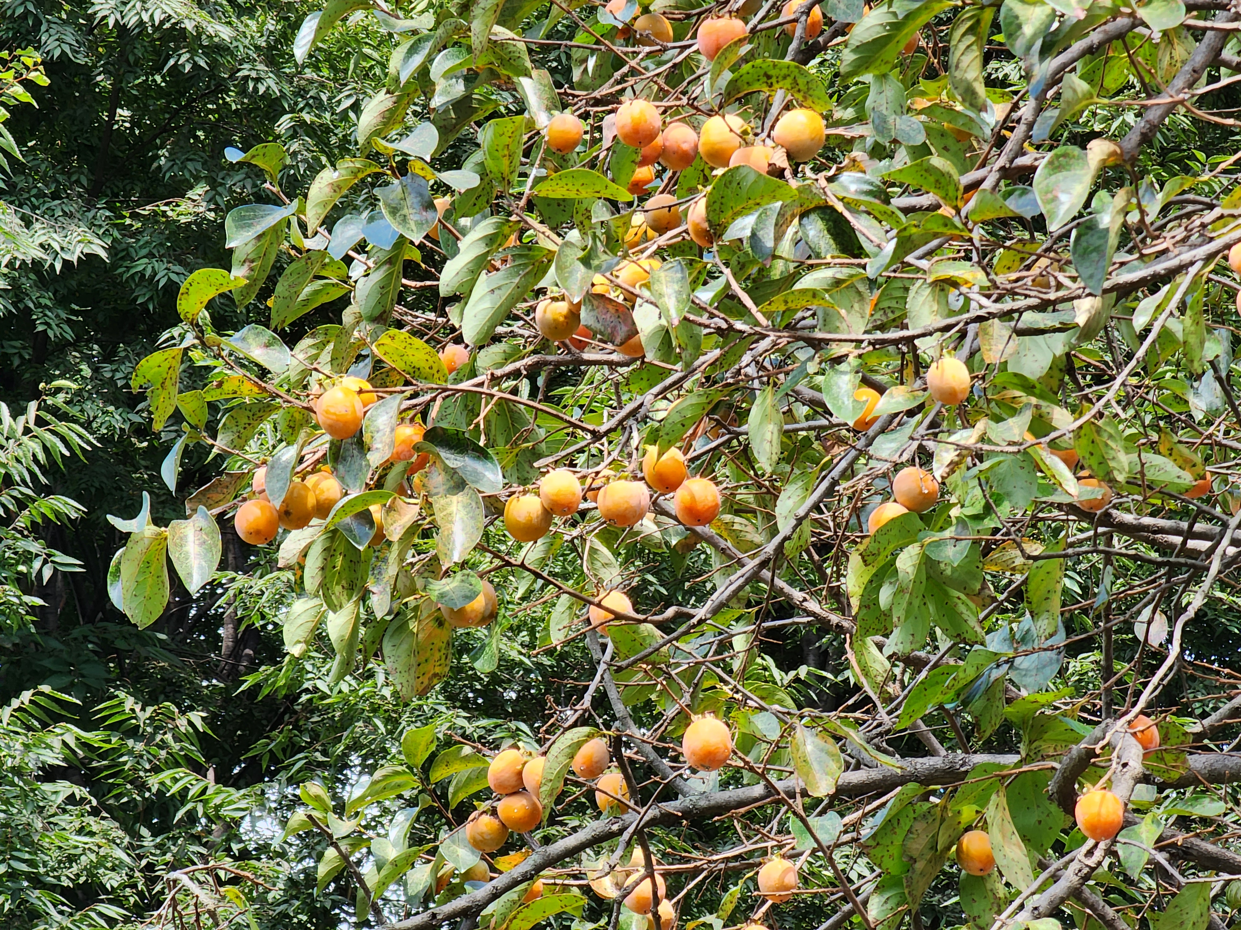 가을 연희공원 감나무