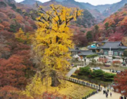 용문사