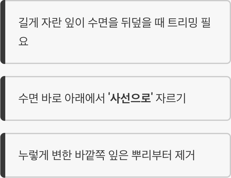 쑥쑥 자라는 잎, '사선으로' 잘라주세요