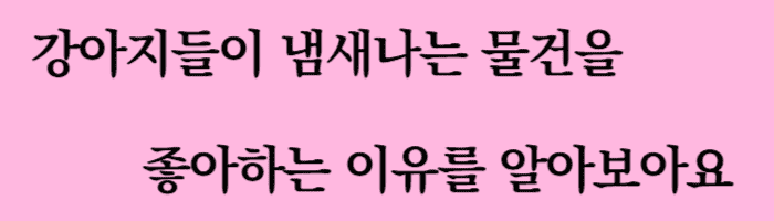 강아지 입양