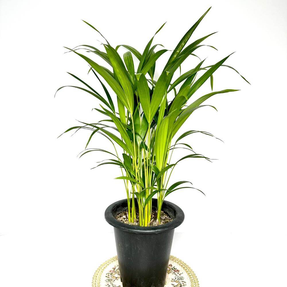 나사(NASA)선정 공기정화식물