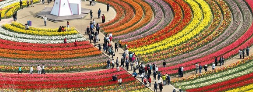 신안 튤립축제2