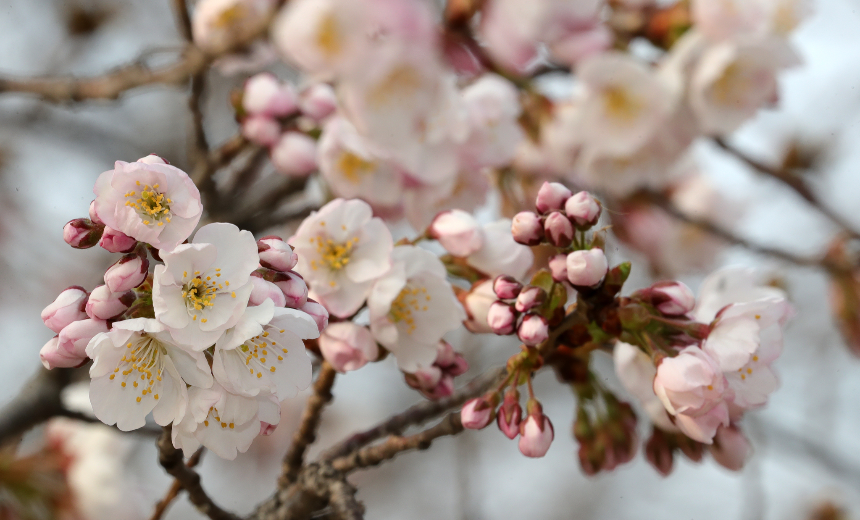 벚꽃 지는 시기 총정리: 지역별 벚꽃 엔딩 일정과 마지막 즐기는 꿀팁!