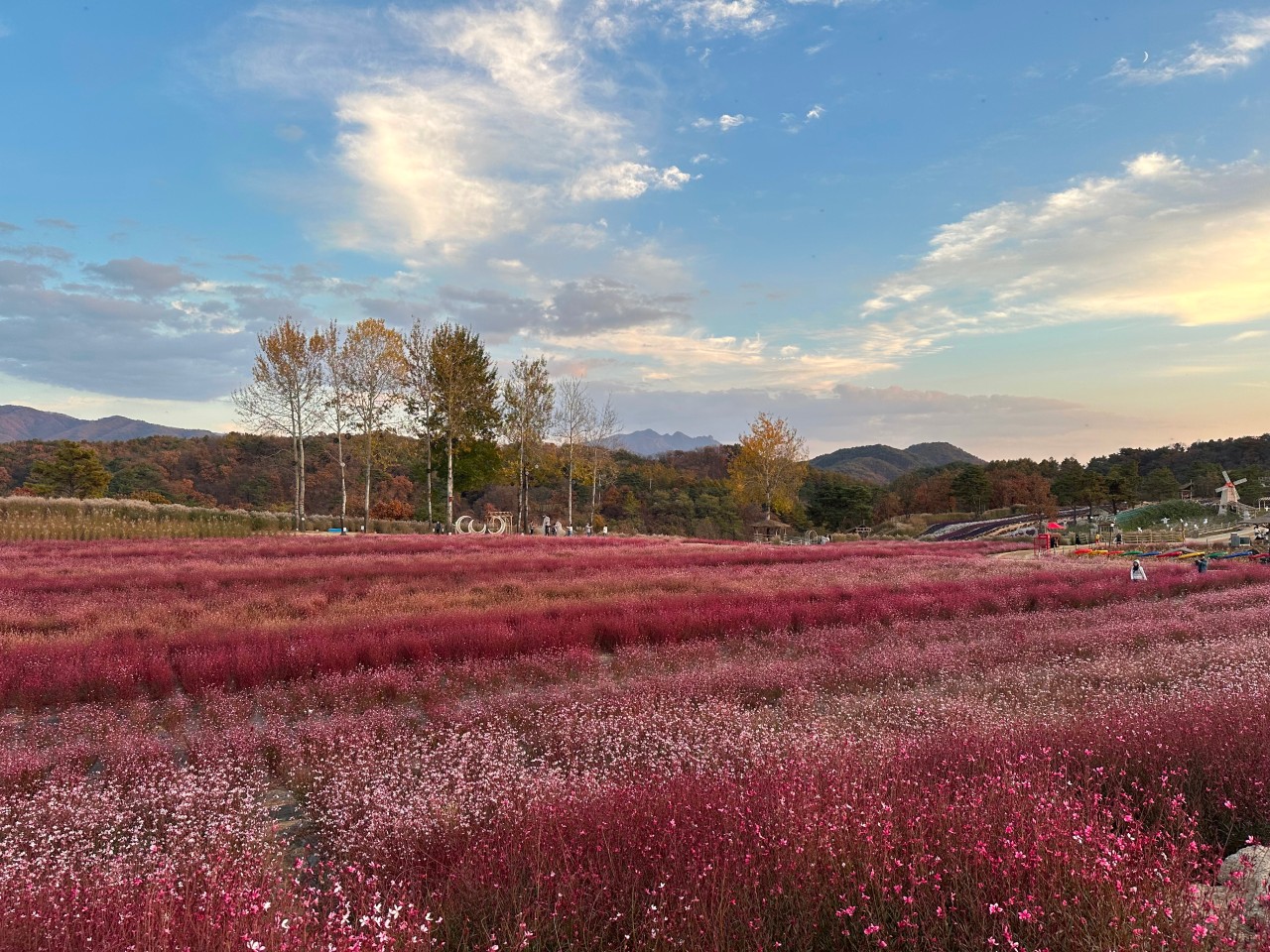 철원 고석정 꽃축제