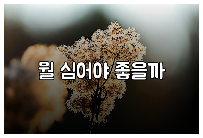 뭘 심어야 좋을까