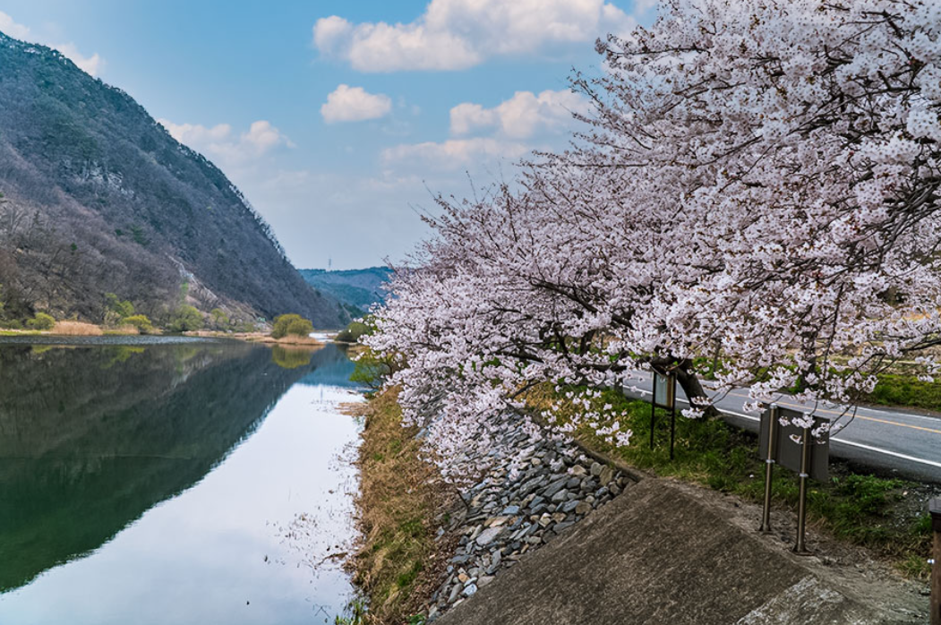 보령 주산 벚꽃 축제