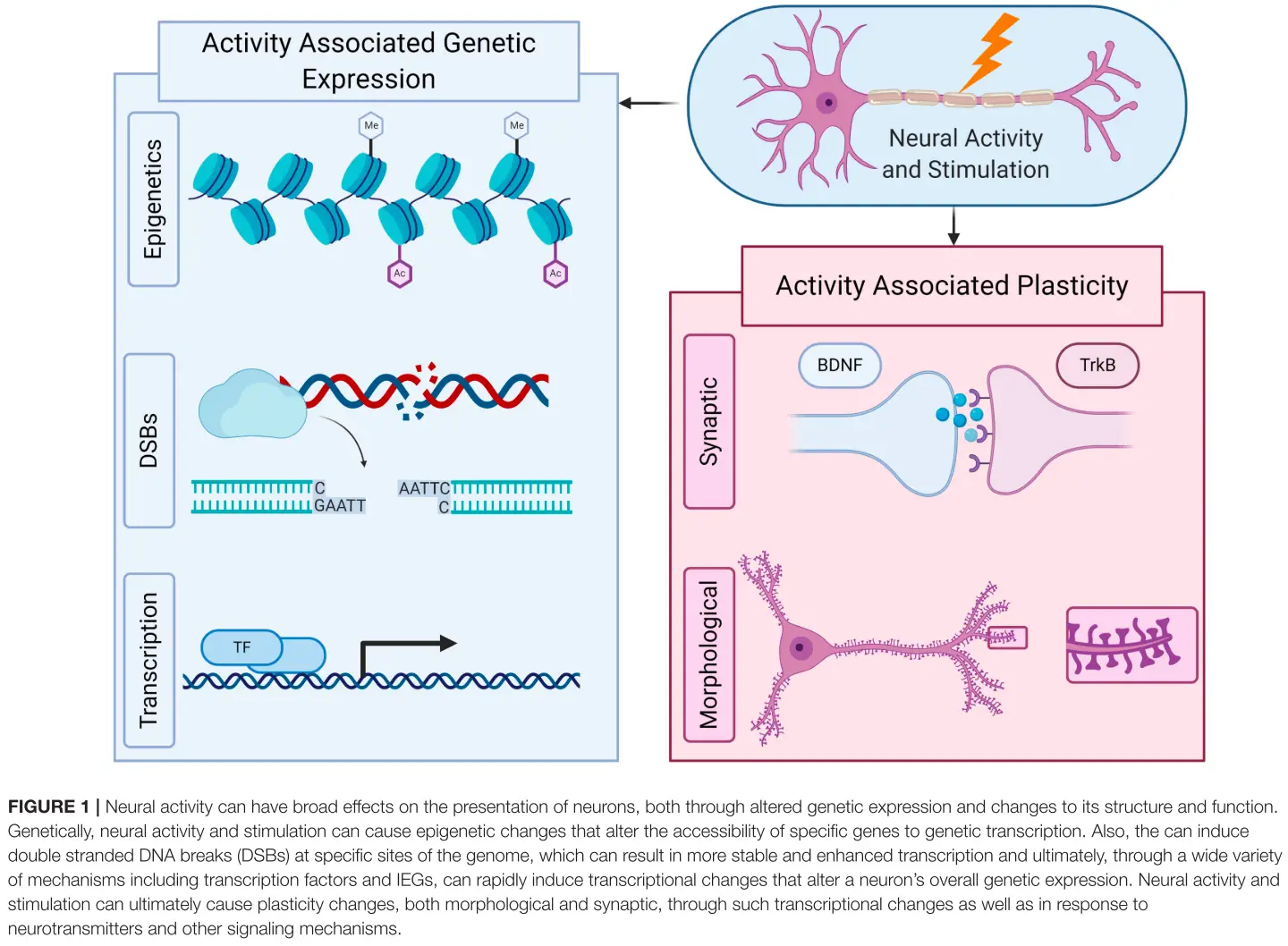 신경 재활과 치료의 새로운 가능성: 신경 활동과 신경 가소성