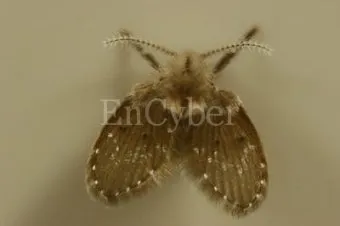 여름철 욕실 세균 곰팡이 청소 끝 관리법과 예방 팁 완벽 위생 가이드_5