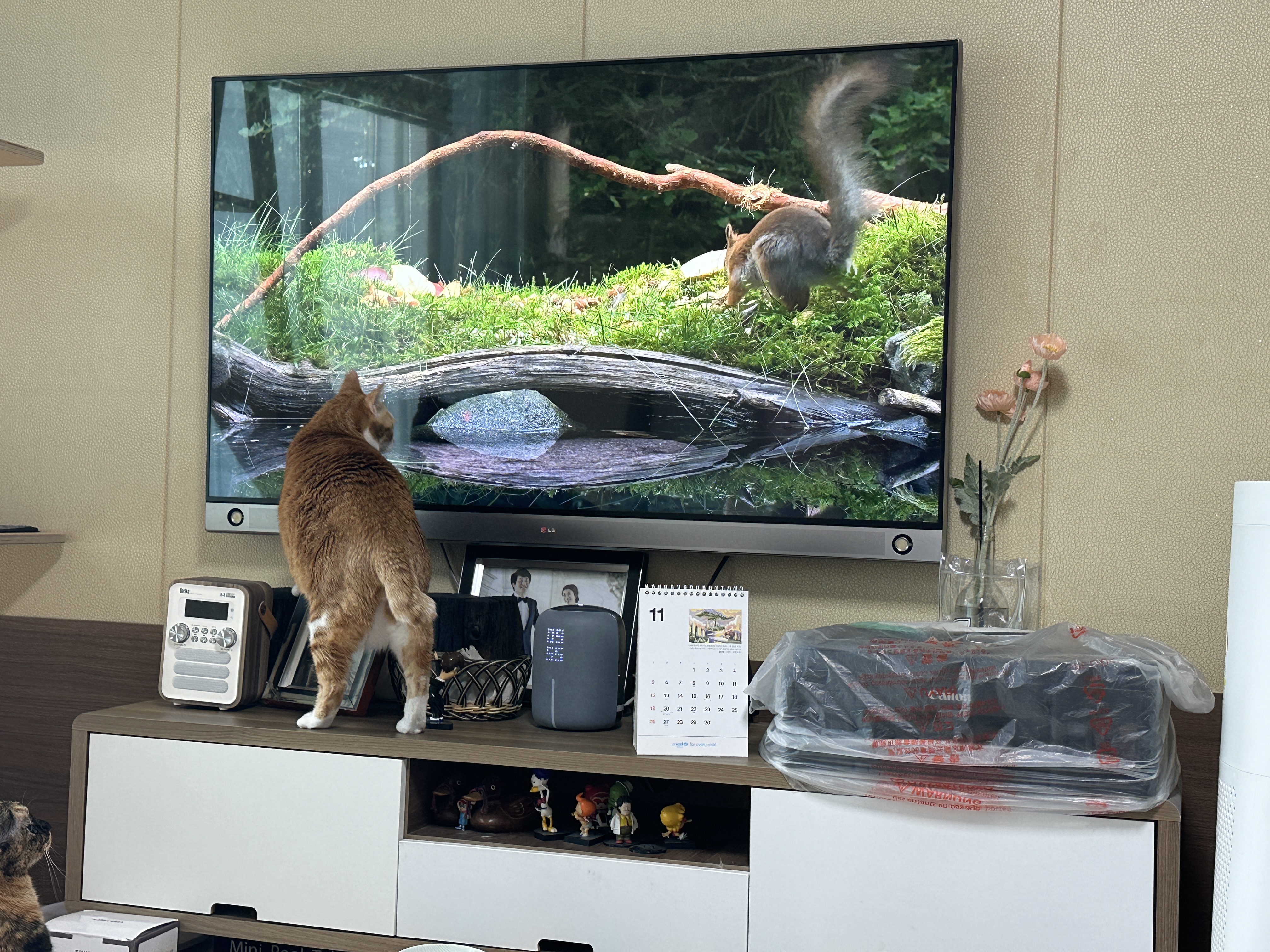 영상에_너무_빠져버린_호야