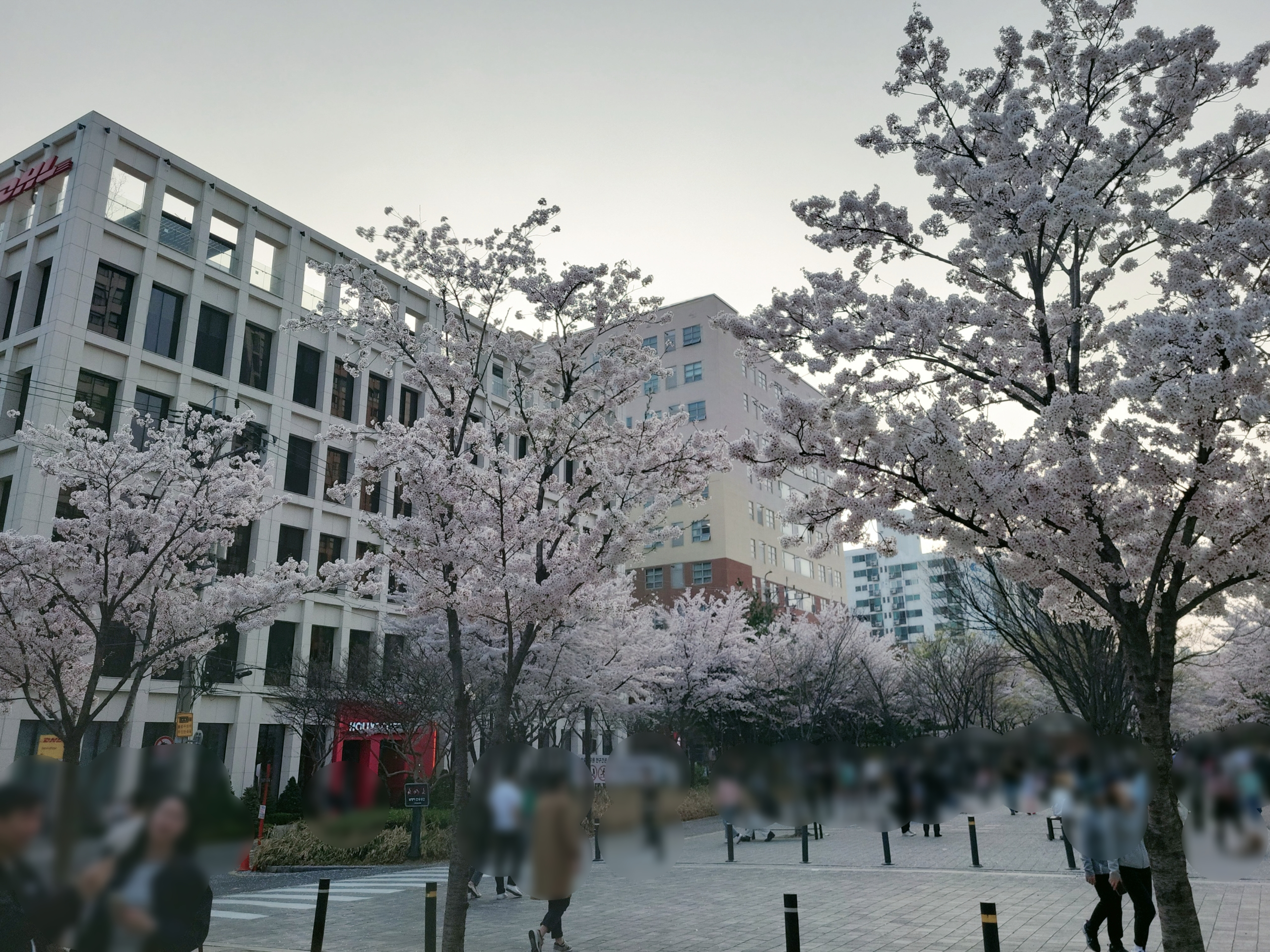 경의선 숲길 벚꽃 마포 공덕역 벚꽃플레이스