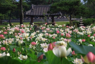 세미원 입장료 및 근처 맛집