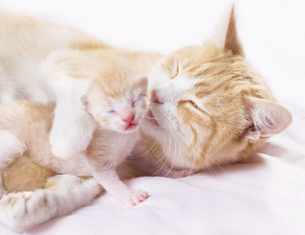 아기 고양이와 엄마 고양이.