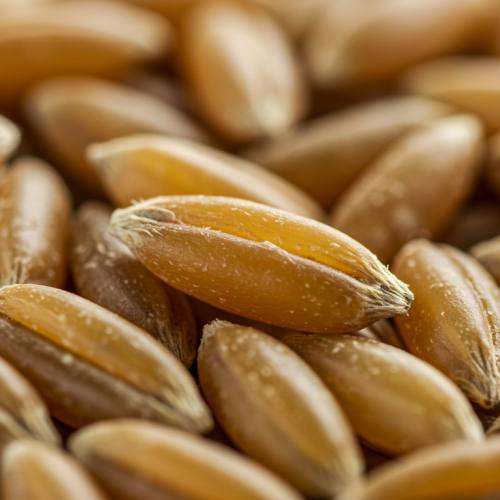 카무트효소 많이든 곡물 사진