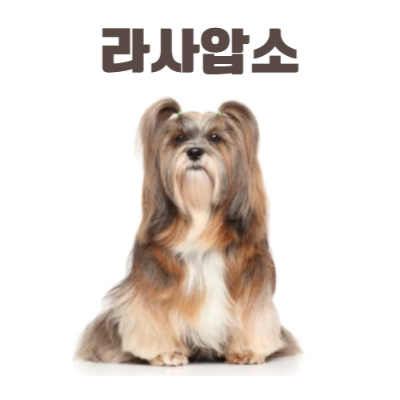 라사압소(Lhasa Apso) 이미지