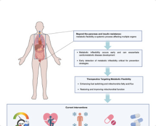 중년 이후 대사 유연성과 에너지 균형을 설명하는 이미지