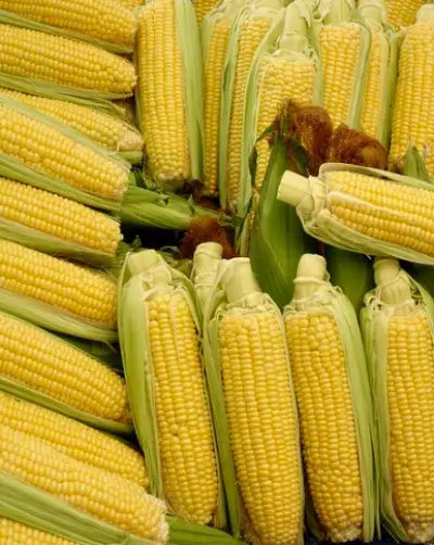 옥수수-이미지