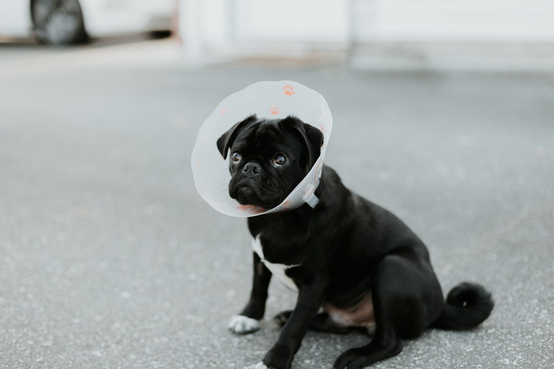 Pet insurance