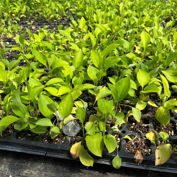 백출 모종 사진 -1