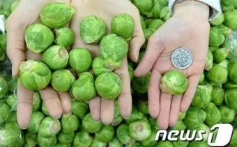 브뤼셀스프라우트 재배 육묘 포인트 추대 방지 수확 팁_5