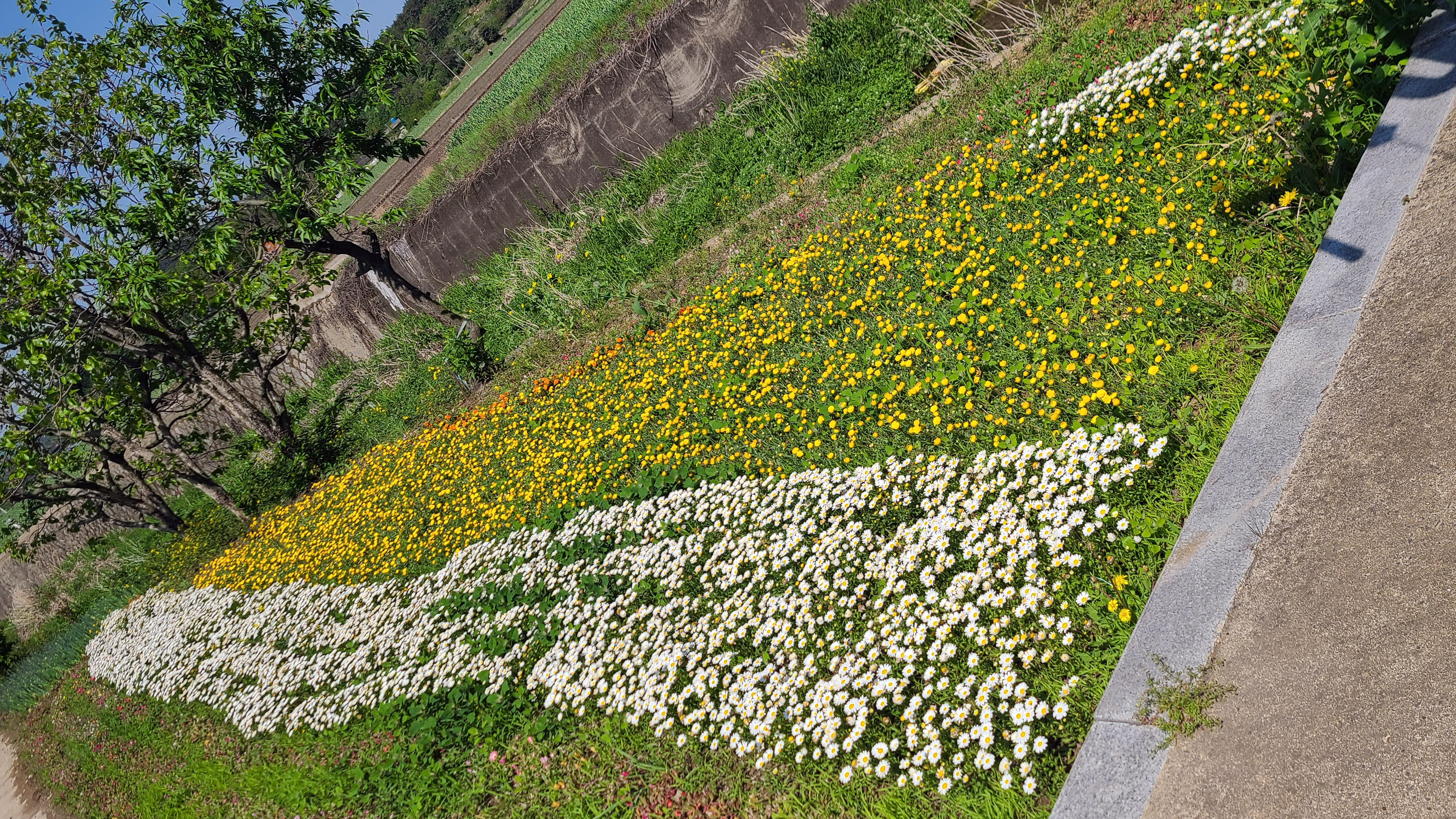 마늘종을 뽑는 날