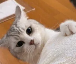 고양이에게 먹이면 안 되는 물은? 화장실 청소로 하면 안 되는 것은?