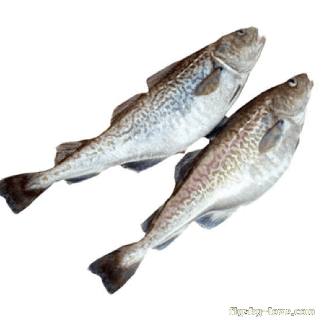 은대구 고르는 법