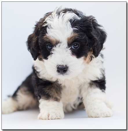 얼룩이 있는 아기푸들