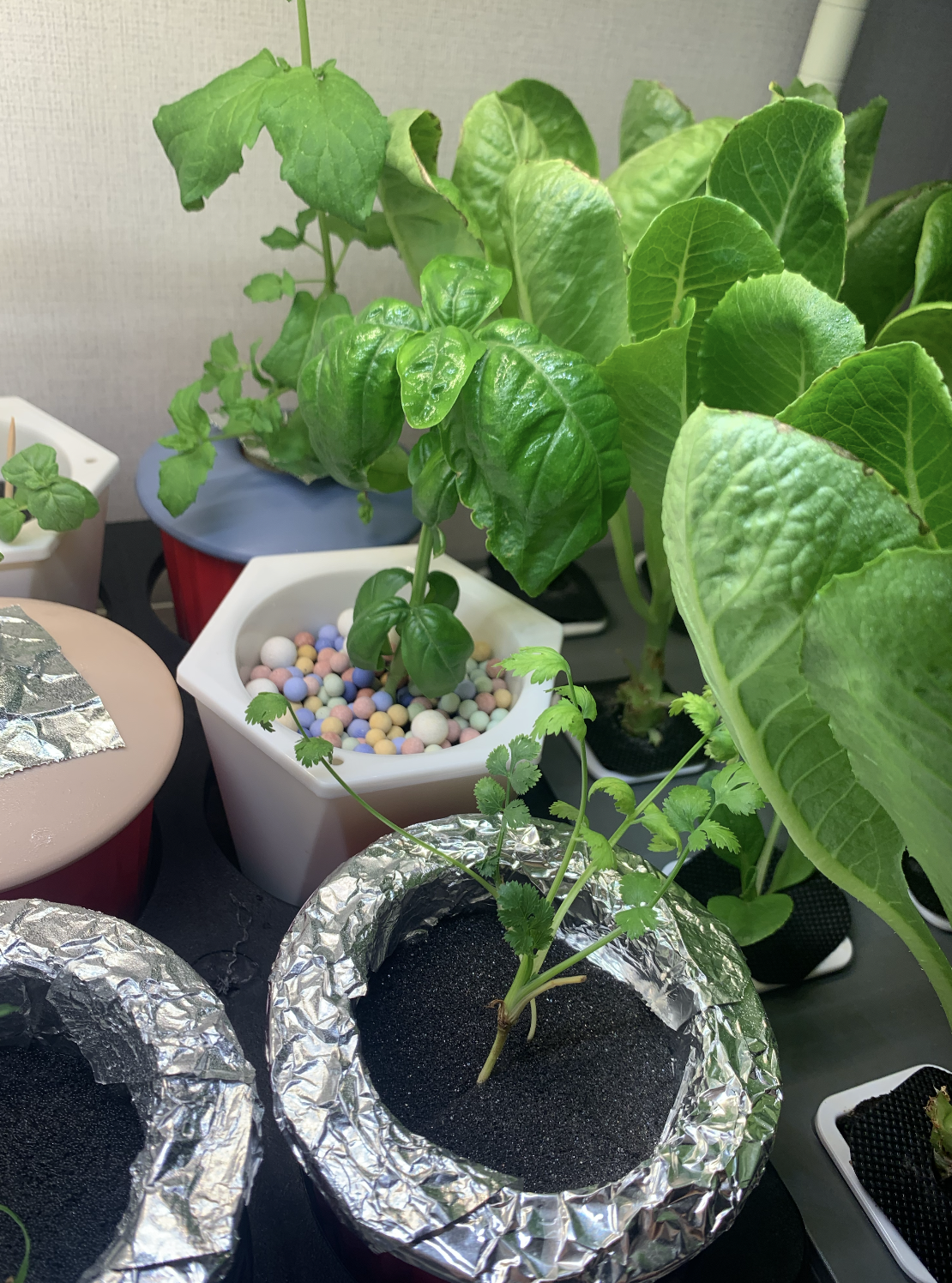 집에서 시작하는 수경재배 방법