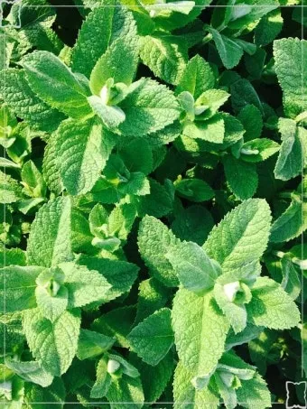 민트 재배 수경 재배 물 갈이 뿌리 번식_8