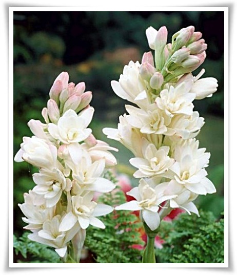 화초 &quot;튜베로즈&quot; 농염과 환락의 꽃내음, 달빛 아래 피어나는 월하향 향기의 마법!