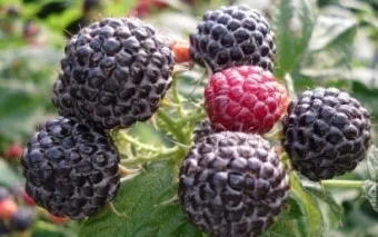 블랙라즈베리 재배 순 지르기 지지대 관리 겨울 보온_5