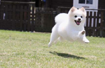 야외를 달리는 포메라니안들.